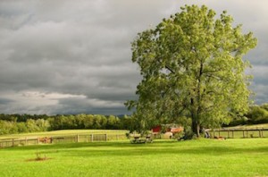 Bay Heaven Farm, Round Hill, Virginie, Cleveland Bay