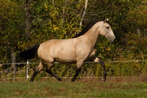 Lusitanien, élevage, éleveur, chevaux, Écurie Neliann