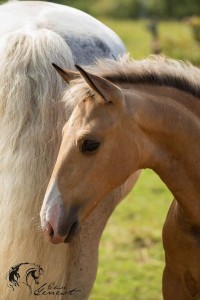 Lusitanien, élevage, éleveur, chevaux, Écurie Neliann